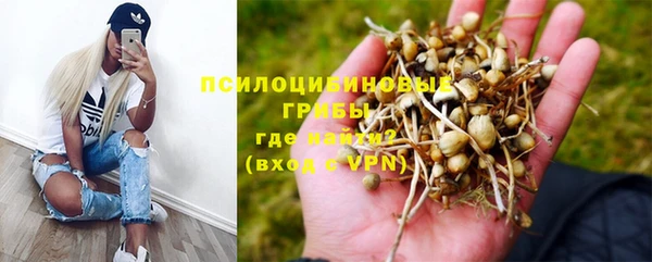 прущие грибы Заволжск